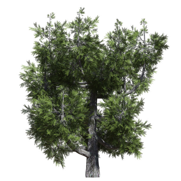 幻想树3d插图孤立在白色背景图片下载