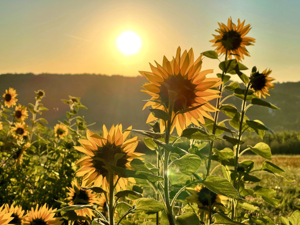 向日葵在早晨的阳光图片下载