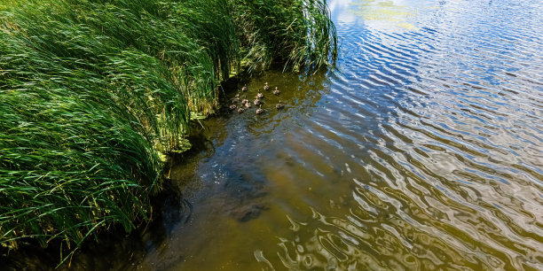 一群鸭子躲在池塘里图片下载