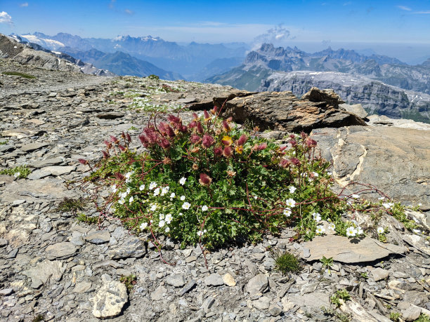 瑞士山脉中的高山草甸。高质量的照片。图片下载