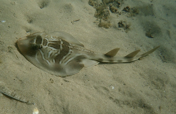 小提琴鳐/班卓琴鲨/吉他鱼图片下载