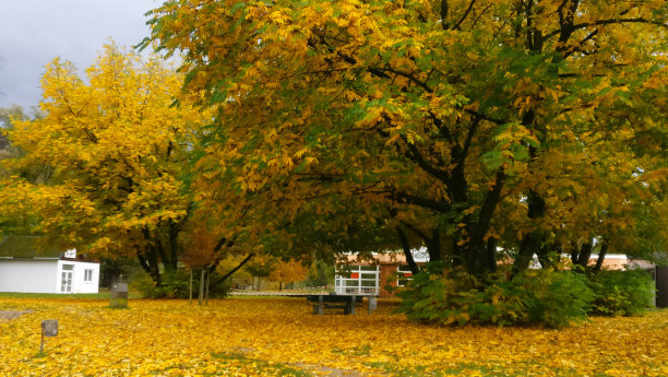 秋天的颜色。黄叶和大树。图片下载
