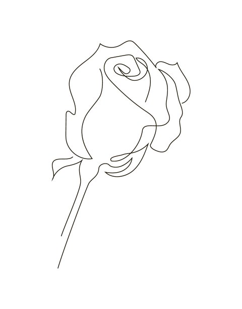 玫瑰画在一个单一的风格连续线。股票矢量插图，孤立在白色背景。图片下载