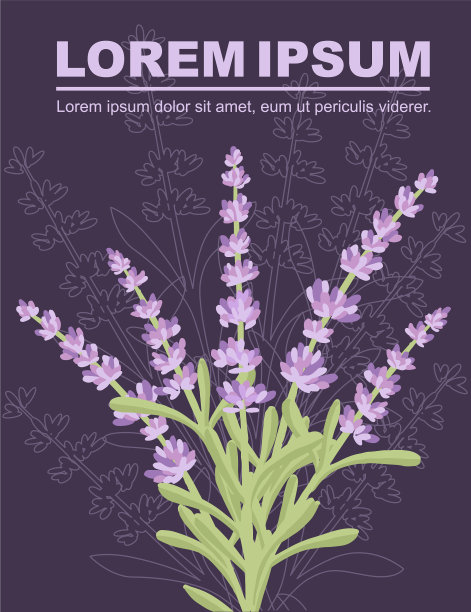 五彩缤纷的薰衣草花夏季草本天然图片下载