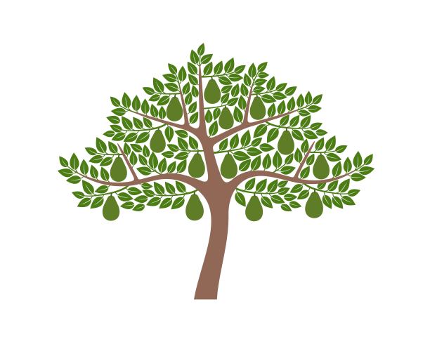 鳄梨树。孤立的牛油果树在白色背景图片下载