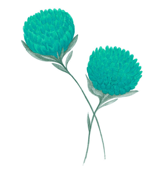 手绘水彩画两个明亮的绿松石花与叶子在白色的背景图片下载