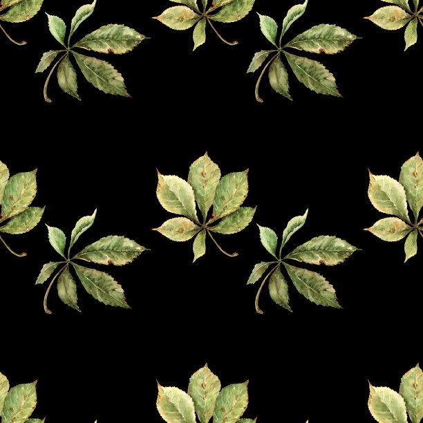 天衣无缝的秋天图案淡绿色雕刻落栗叶。手绘水彩插图的黑色背景。图片下载