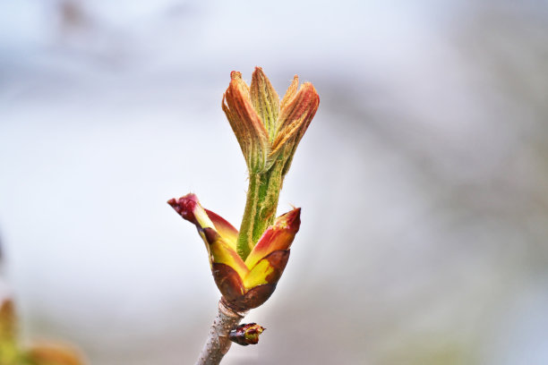 七叶树图片下载