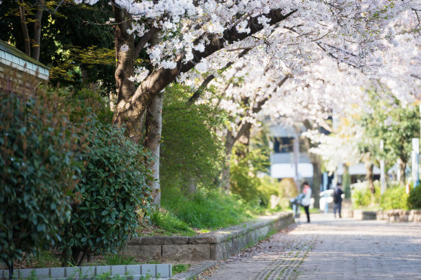 春天Utsubo公园图片下载