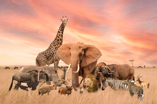 一群狩猎的非洲野生动物站在一起的稀树大草原，背景是夕阳的天空图片下载