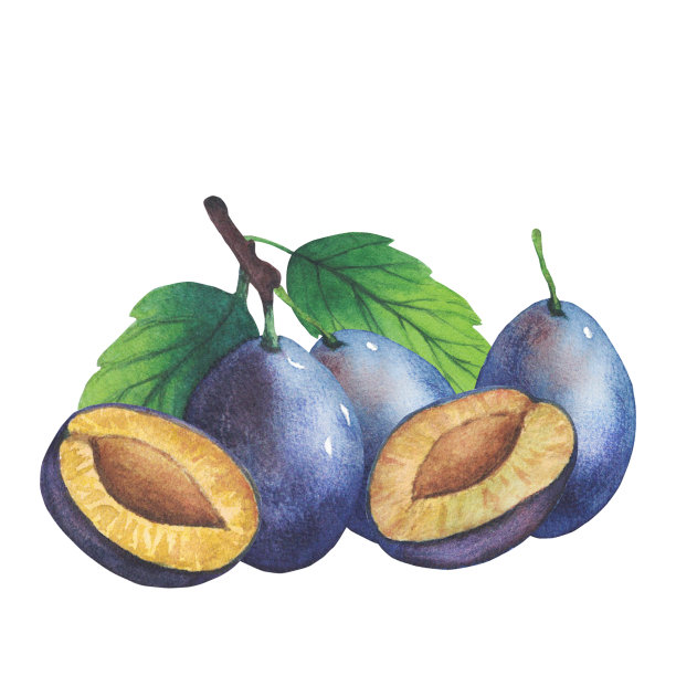 一套水彩梅花树枝与绿叶和果实。图片下载