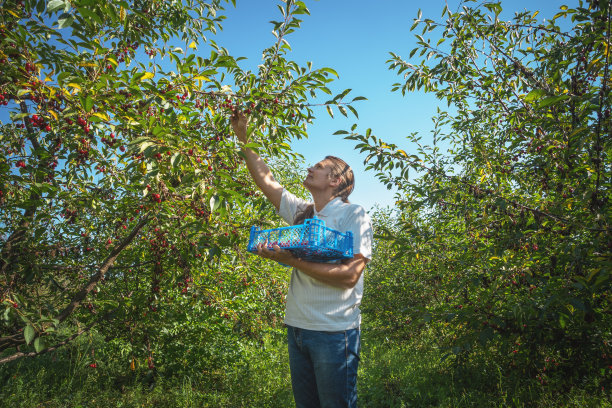 农民在果树果园花园里采摘红色多汁的樱桃。农业粮食丰收图片下载