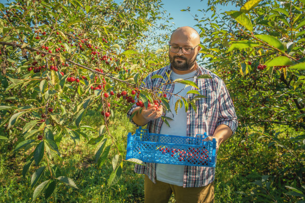 农民在果树果园花园里采摘红色多汁的樱桃。农业粮食丰收图片下载