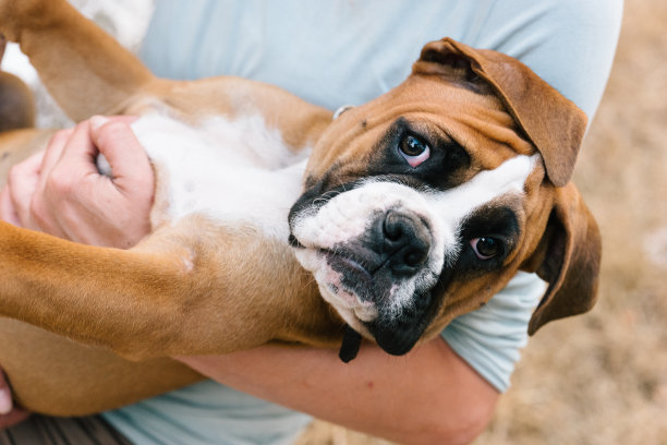 一只拳击犬躺在一个女人的手臂上图片下载