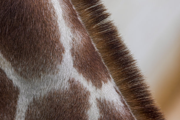 网状长颈鹿极端近距离图片下载