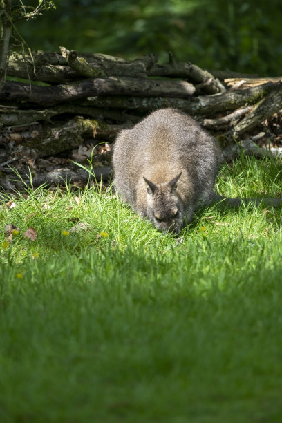 红颈小袋鼠图片下载