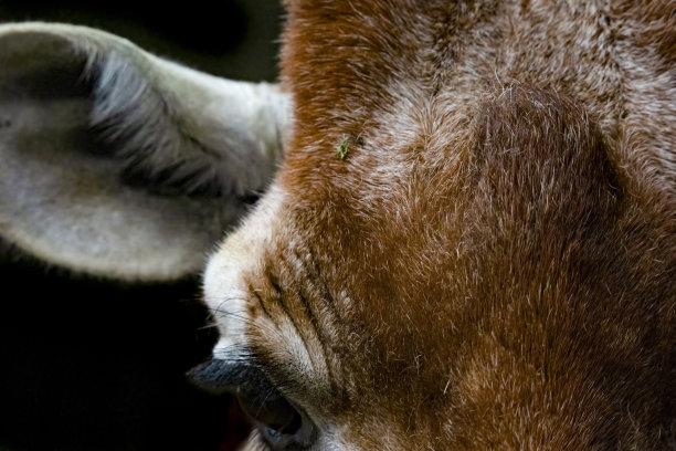 网状长颈鹿极端近距离图片下载