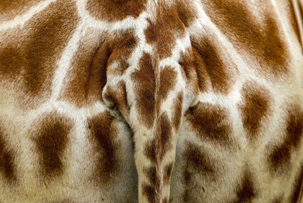 网状长颈鹿极端近距离图片下载