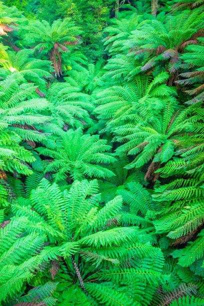 澳大利亚维多利亚塔拉布尔加国家公园的桫椤图片下载