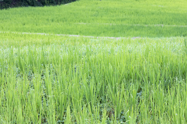 山上有梯田的景色图片下载