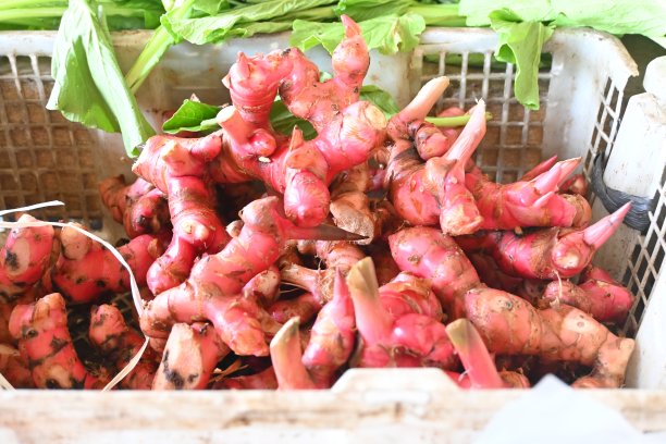 高良姜图片下载