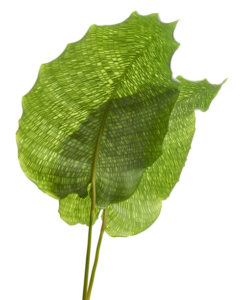 菘蓝'网络'植物，菘蓝在白色花盆，异国的热带灌木，孤立在白色背景与修剪路径图片下载