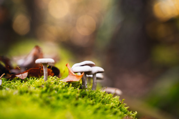 森林中蘑菇的细节图片下载