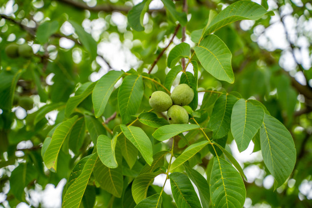 胡桃在树上图片下载