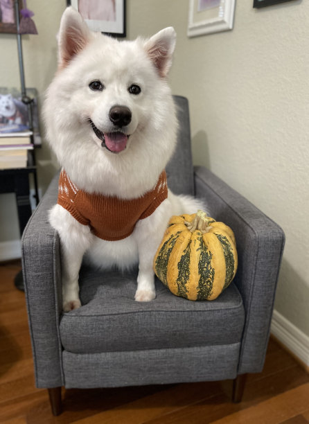 萨摩耶犬穿着毛衣，准备迎接秋天的到来。图片下载