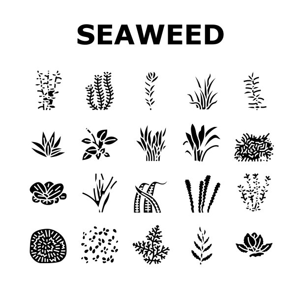 水生海藻自然植物图标集向量图片下载