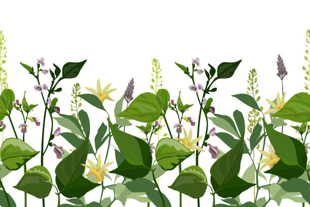 矢量植物无缝图案，边界。水平插图与精致的丁香花卷曲的豆子。图片下载