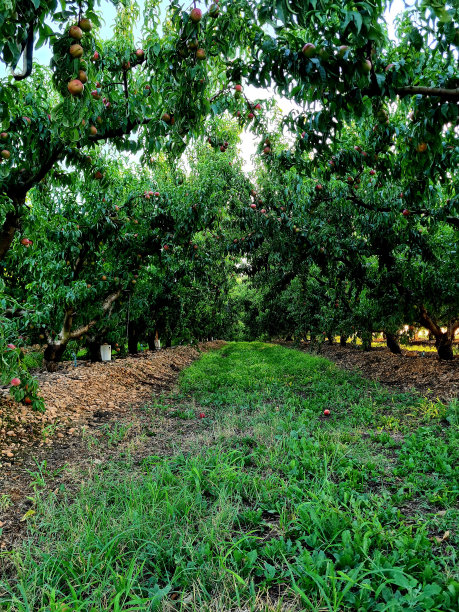 奥尔查德图片下载