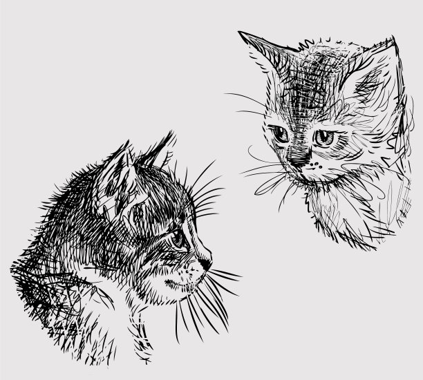 可爱的家养小猫的头部草图图片下载