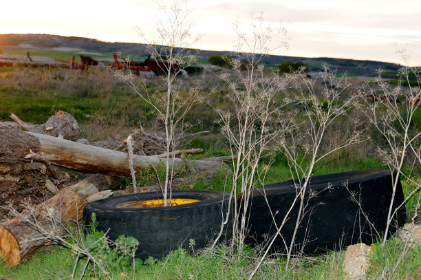 照片中，两个废弃的旧轮子被丢弃在草地上，被杂草和灌木丛吞噬，污染了环境。的概念。有选择性的重点图片下载