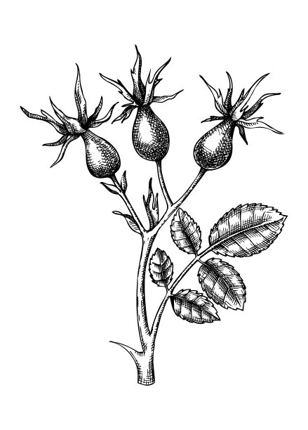 犬蔷薇草图图片下载