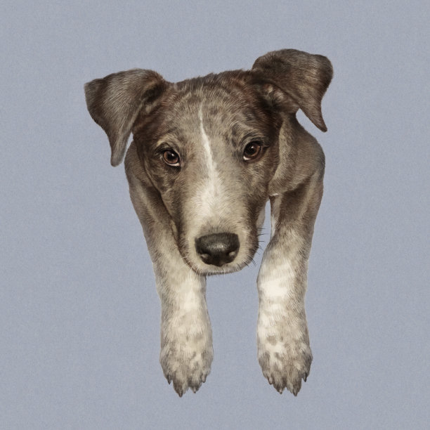 狗。可爱的小狗，爪子在灰色的背景上。图片下载