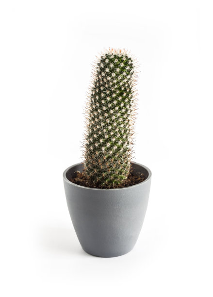 乳突仙人掌，在一个壶孤立在白色背景图片下载