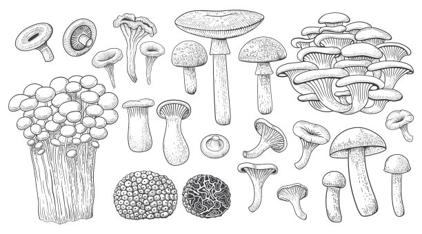 蘑菇森林美食，天然松露图片下载