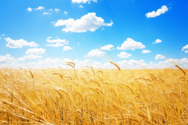金色的麦穗映衬着蓝天白云。图片下载