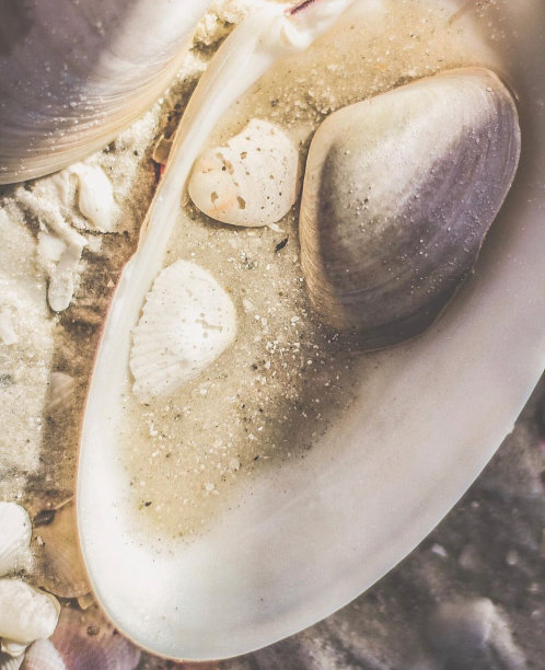 外壳被冲上岸图片下载