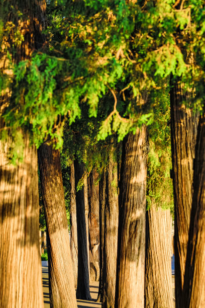 柏树格罗夫图片下载