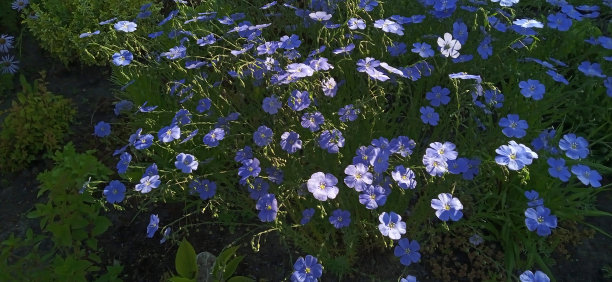 清晨的亚麻是蓝色的。鲜花的背景。图片下载