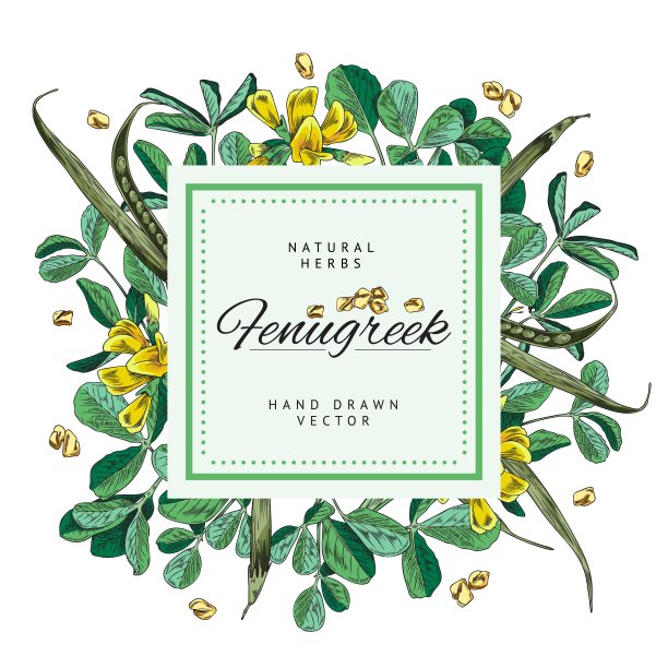 胡芦巴香料背景或框架手绘矢量插图孤立。图片下载