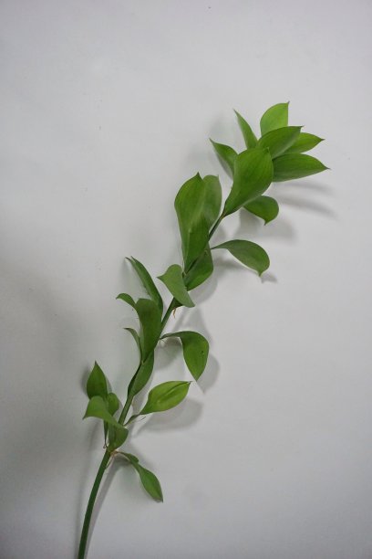 芸香叶图片下载