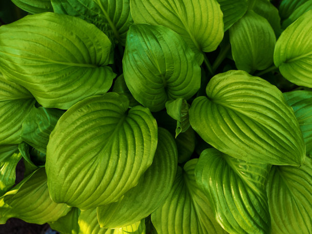 抽象的纹理背景。Hosta Funkia叶子图案背景。夏天植物壁纸。玉簪属草本植物百合叶子。设计元素图片下载