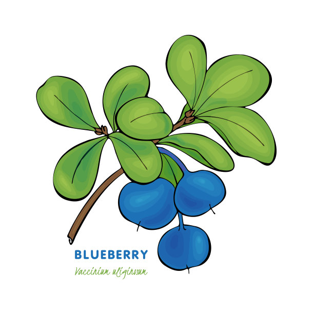 蓝莓越桔书越桔书图片下载