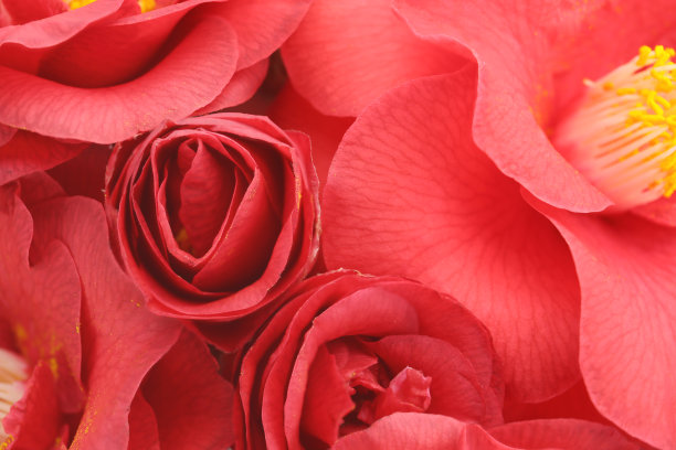 花背景的红色山茶花图片下载