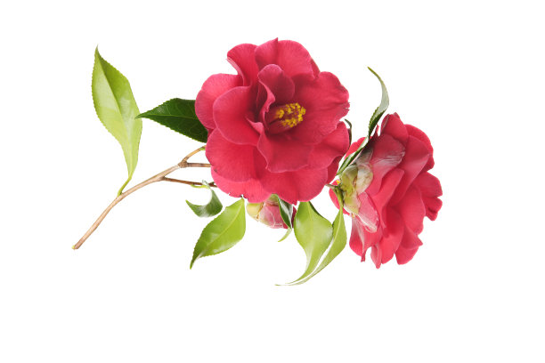 红花山茶花图片下载