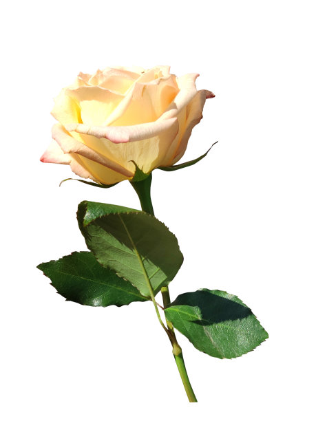 黄玫瑰孤立在白色背景，花特写。图片下载
