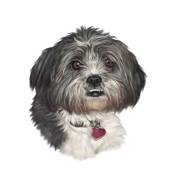 西施犬或马尔泰普犬被隔离在白色背景下。腿上的狗图片下载